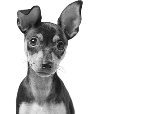 Category/Author picture